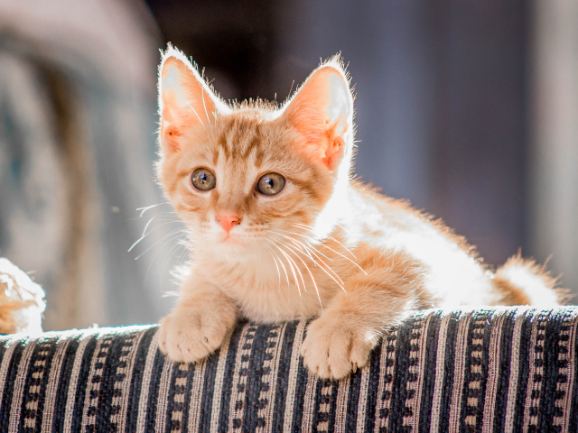 猫の消臭対策完全ガイド～安全性に配慮したニオイケア～